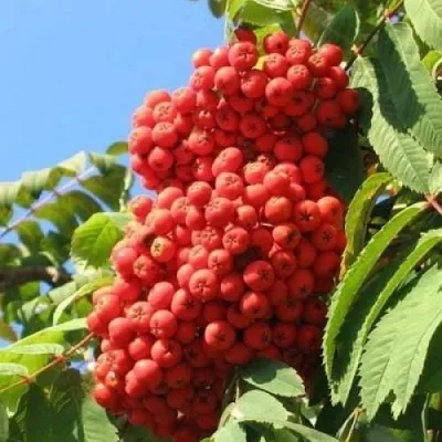 Рябина НЕВЕЖИНСКАЯ сладкоплодная в Кургане