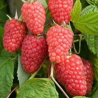 Малина КАСКАД ДЕЛАЙТ  Малина КАСКАД ДЕЛАЙТ в Кургане