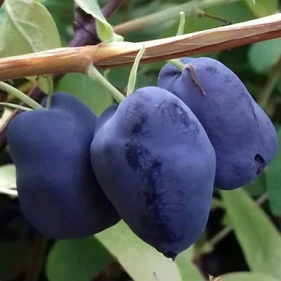 Жимолость съедобная БОРЕАЛ БЬЮТИ (СЕВЕРНАЯ КРАСАВИЦА)  Жимолость съедобная БОРЕАЛ БЬЮТИ (СЕВЕРНАЯ КРАСАВИЦА) в Кургане