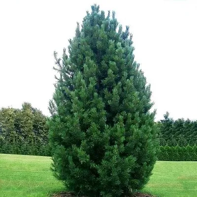 Сосна кедровая   Сосна кедровая  в Кургане