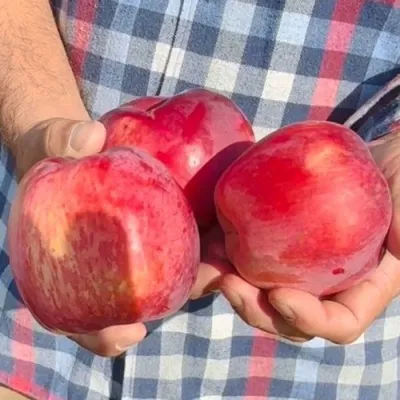 Яблоня ПАМЯТЬ КОВАЛЕНКО в Кургане