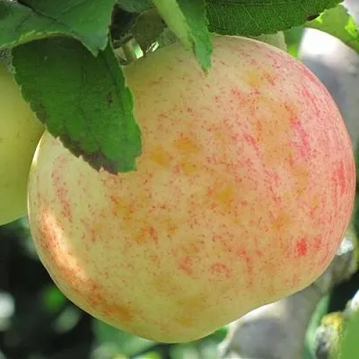 Яблоня ЛЕТНЕЕ СЛАДКОЕ  Яблоня ЛЕТНЕЕ СЛАДКОЕ в Кургане