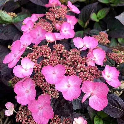 Гортензия ДАРЕДЕВИЛ пильчатая  Гортензия ДАРЕДЕВИЛ пильчатая в Кургане