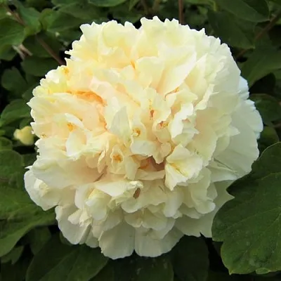 Пион НЕЖНЫЙ ГОЛОС древовидный в Кургане