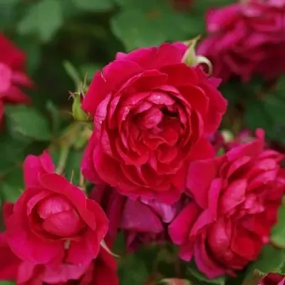 Саженцы роз КВАДРА плетистая  Саженцы роз КВАДРА плетистая в Кургане