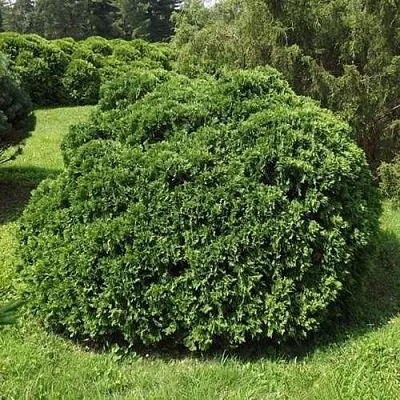 Туя УМБРАКУЛИФЕРА западная  Туя УМБРАКУЛИФЕРА западная в Кургане