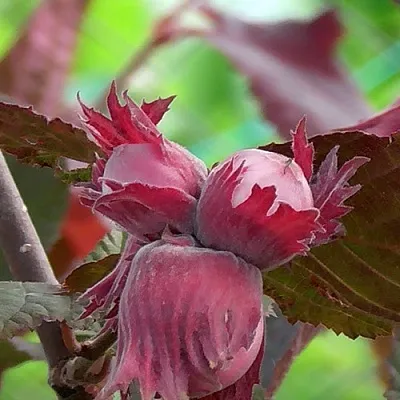 Фундук КАРДИНАЛ в Кургане