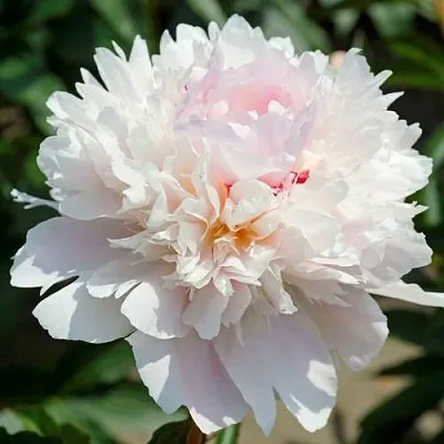 Пион АЛЕРТИ травянистый  Пион АЛЕРТИ травянистый в Кургане