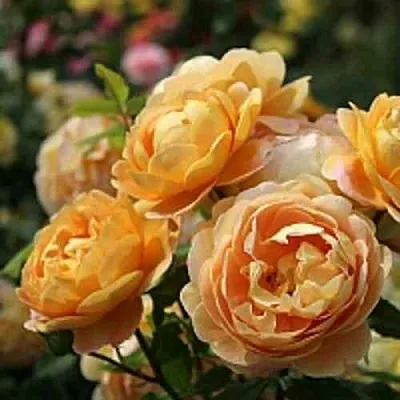 Саженцы роз ГОЛДЕН СЕЛЕБРЕЙШЕН английская  Саженцы роз ГОЛДЕН СЕЛЕБРЕЙШЕН английская в Кургане