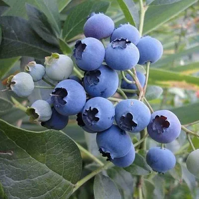 Голубика ЛЕГАЦИЯ в Кургане