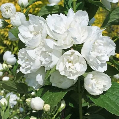 Жасмин махровый в Кургане