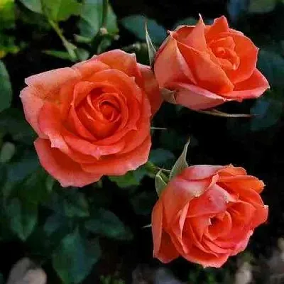 Саженцы роз ОРАНЖ ДЖЕВЕЛ миниатюрная  Саженцы роз ОРАНЖ ДЖЕВЕЛ миниатюрная в Кургане