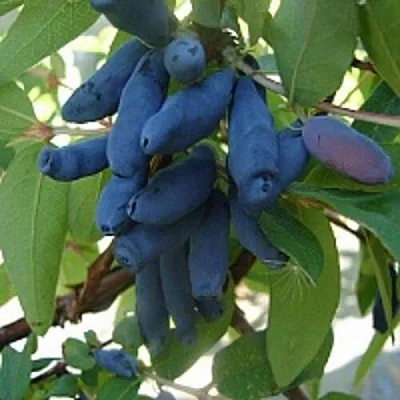 Жимолость съедобная ГОРДОСТЬ БАКЧАРА  Жимолость съедобная ГОРДОСТЬ БАКЧАРА в Кургане