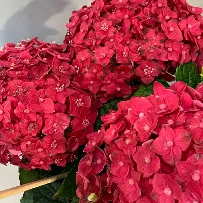 Гортензия ЭНДЛЕСС САММЕР ЛАВ крупнолистная  Гортензия ЭНДЛЕСС САММЕР ЛАВ крупнолистная в Кургане