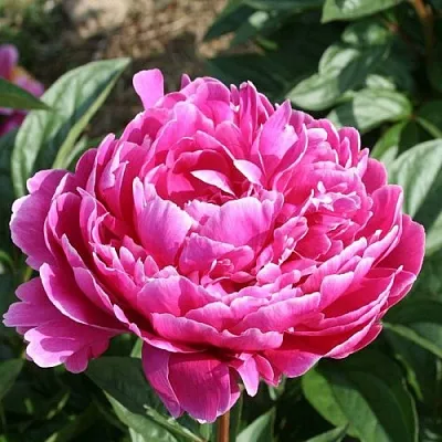 Пион СЕБАСТЬЯН МААС травянистый  Пион СЕБАСТЬЯН МААС травянистый в Кургане