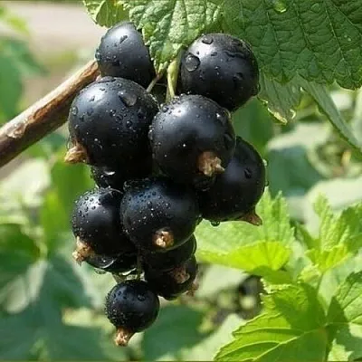 Смородина черная ПИГМЕЙ в Кургане