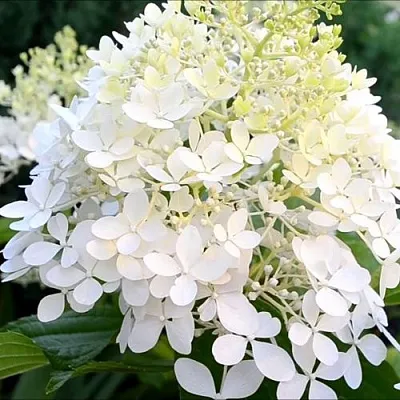 Гортензия ЭРЛИ ГАРРИ метельчатая  Гортензия ЭРЛИ ГАРРИ метельчатая в Кургане