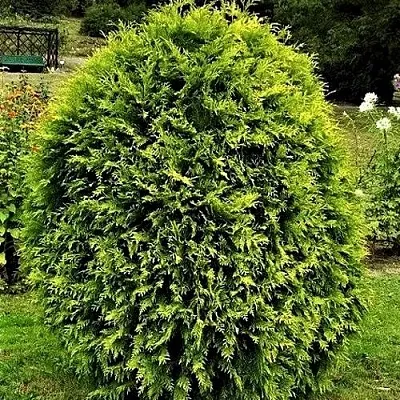 Туя ТИП ТОП западная  Туя ТИП ТОП западная в Кургане