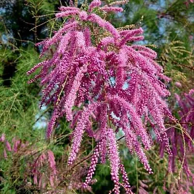 Тамарикс ПИНК КАСКАД  Тамарикс ПИНК КАСКАД в Кургане