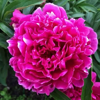 Пион КАРЛ РОЗЕНФЕЛЬД травянистый  Пион КАРЛ РОЗЕНФЕЛЬД травянистый в Кургане