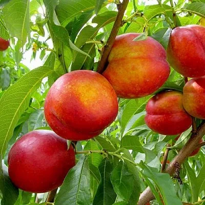 Нектарин ХАРБЛЕЙЗ  Нектарин ХАРБЛЕЙЗ в Кургане