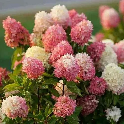 Гортензия ТАЧ ОФ ПИНК метельчатая  Гортензия ТАЧ ОФ ПИНК метельчатая в Кургане