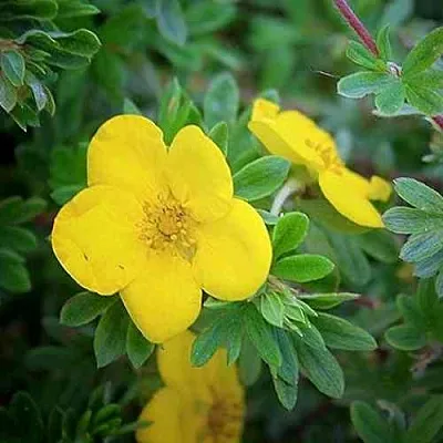 Лапчатка ГОЛДСТАР кустарниковая  Лапчатка ГОЛДСТАР кустарниковая в Кургане