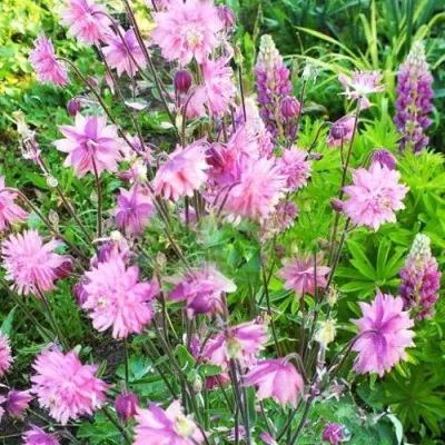 Аквилегия БАРЛОУ ПИНК гибрид МакКаны — описание сорта Аквилегия БАРЛОУ ПИНК гибрид МакКаны в Кургане