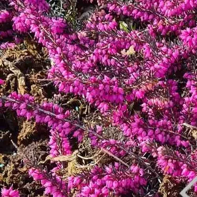 ЭРИКА "АЛЬПИЙСКИЙ ВЕРЕСК" (зимующая) сорт АТРОРУБРА  ЭРИКА "АЛЬПИЙСКИЙ ВЕРЕСК" (зимующая) сорт АТРОРУБРА в Кургане