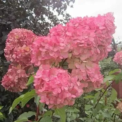 Гортензия АМАРИН метельчатая  Гортензия АМАРИН метельчатая в Кургане