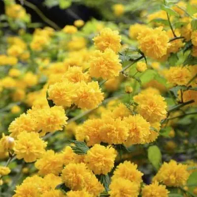 Керрия японская АУРЕОВАРИЕГАТТА — описание сорта Керрия японская АУРЕОВАРИЕГАТТА в Кургане