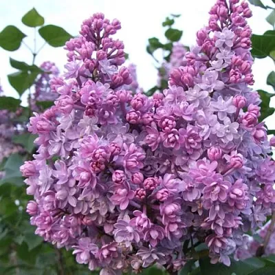 Сирень КОЛХОЗНИЦА  Сирень КОЛХОЗНИЦА в Кургане