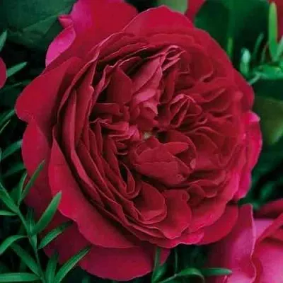 Саженцы роз КЕЙТ английская  Саженцы роз КЕЙТ английская в Кургане