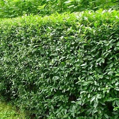 Бирючина обыкновенная  Бирючина обыкновенная в Кургане