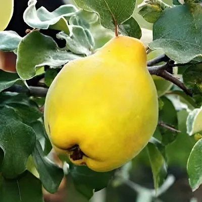 Айва МИР  Айва МИР в Кургане