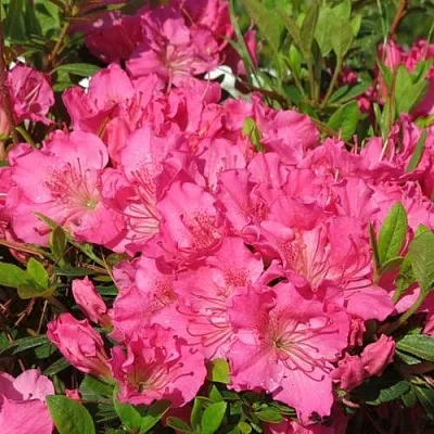 Азалия КИРСТИН японская  Азалия КИРСТИН японская в Кургане