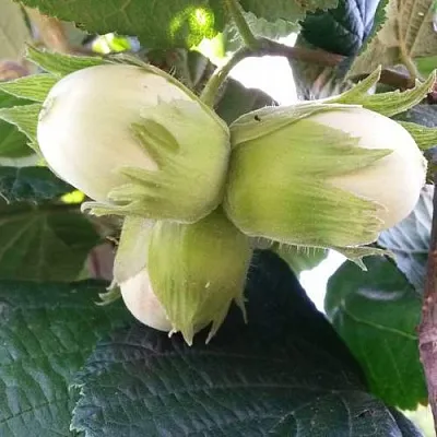 Фундук ЮННАТ в Кургане