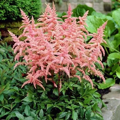 Астильба БРЕССИНГЕМ БЬЮТИ Арендса в Кургане