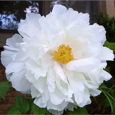 Пион БЕЛЫЙ НЕФРИТ древовидный в Кургане