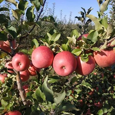 Яблоня ЧЕМПИОН РЕНО  Яблоня ЧЕМПИОН РЕНО в Кургане