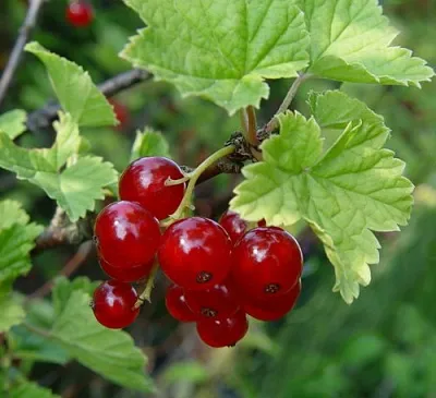 Смородина альпийская ШМИДТ в Кургане