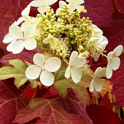 Гортензия БУРГУНДИ дуболистная  Гортензия БУРГУНДИ дуболистная в Кургане