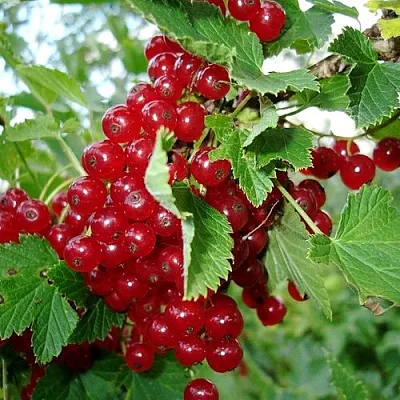 Смородина красная ГОЛЛАНДСКАЯ КРАСНАЯ в Кургане