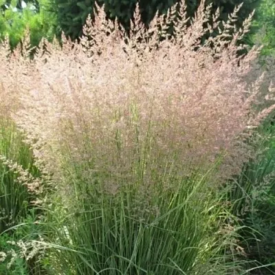 Вейник ОВЕРДАМ остроцветковый в Кургане