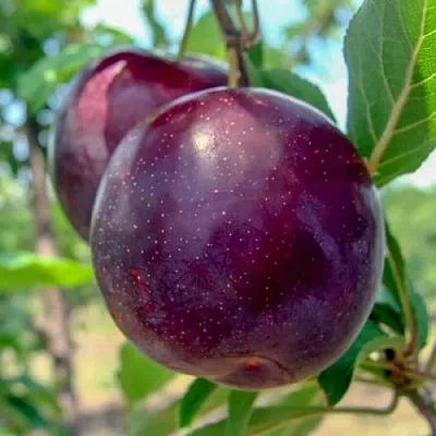 Слива АНЖЕЛИНО  Слива АНЖЕЛИНО в Кургане