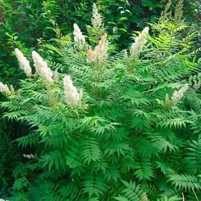 Рябинник рябинолистный СЭМ  Рябинник рябинолистный СЭМ в Кургане