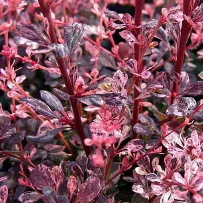 Барбарис АРЛЕКИН тунберга в Кургане