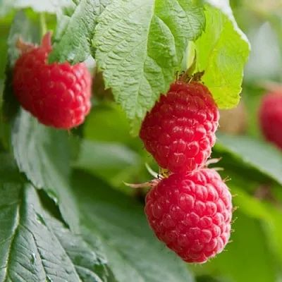 Малина МАРАВИЛЛА  Малина МАРАВИЛЛА в Кургане