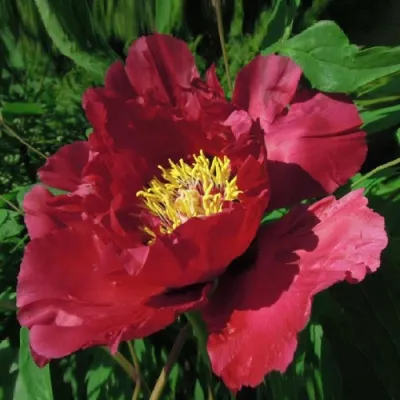 Пион КРАСНЫЙ ЛОТОС древовидный в Кургане