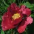 Пион КРАСНЫЙ ЛОТОС древовидный в Кургане
